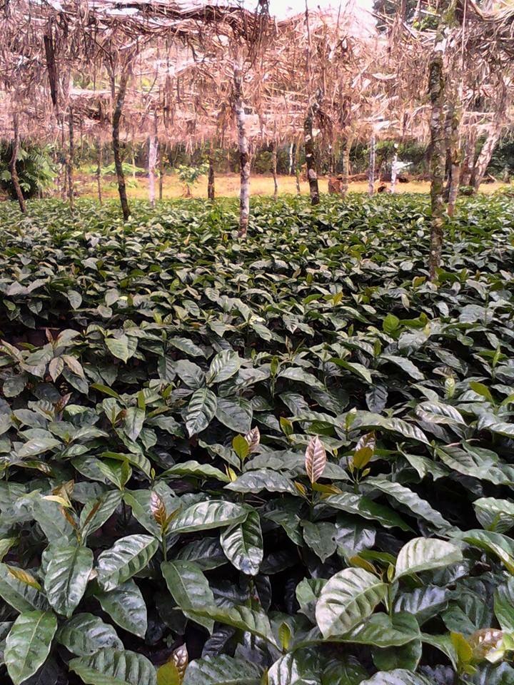 Coffee field