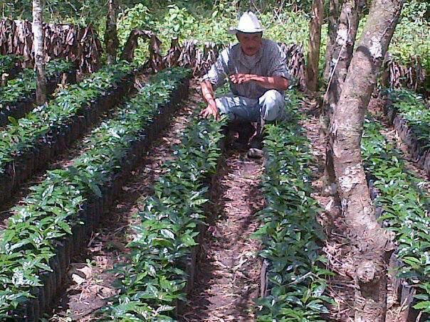 Farmer with coffee plants