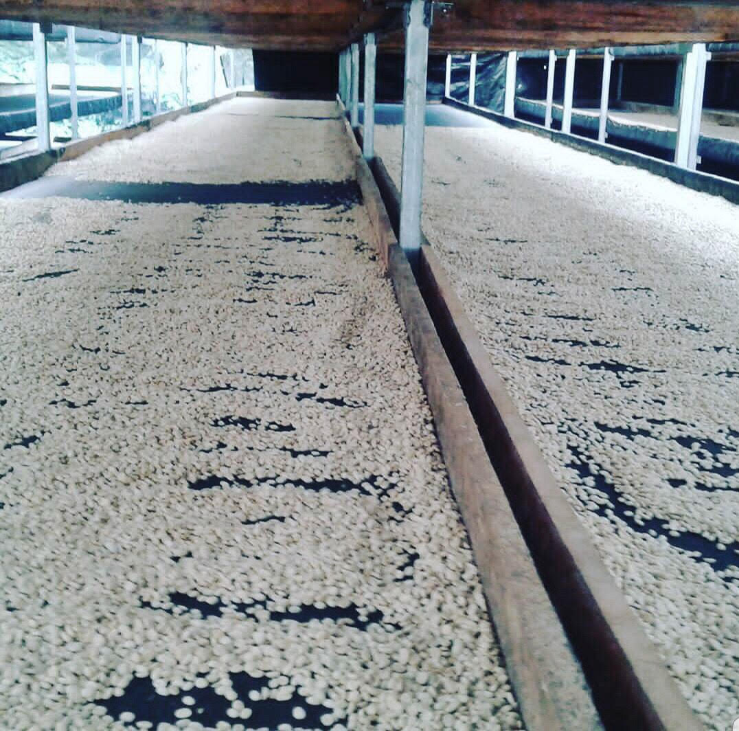 Sorting dried coffee beans